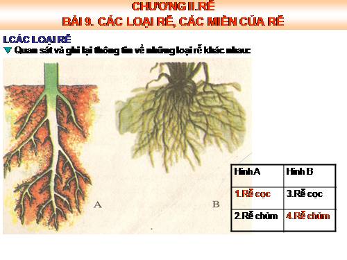 Bài 9. Các loại rễ, các miền của rễ