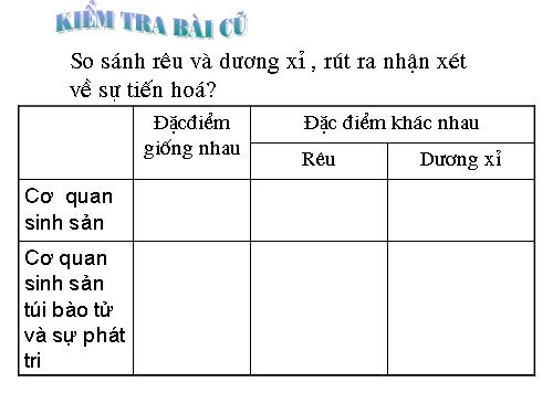 Bài 40. Hạt trần - Cây thông