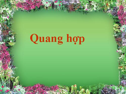 Bài 21. Quang hợp