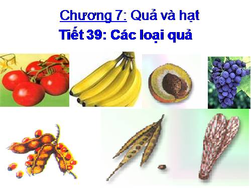 Bài 32. Các loại quả