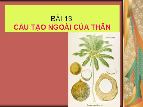 Bài 13. Cấu tạo ngoài của thân