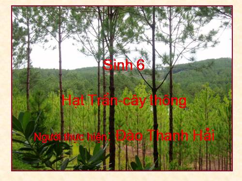 Bài 40. Hạt trần - Cây thông