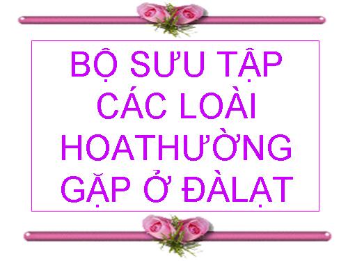 Bộ sưu tập các loài hoa