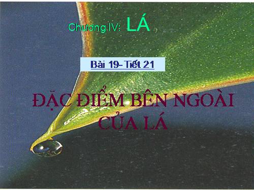 Bài 19. Đặc điểm bên ngoài của lá