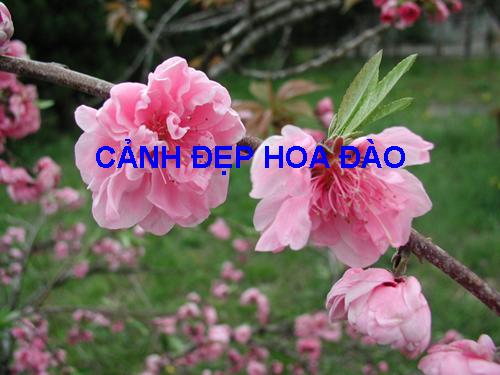 CẢNH ĐẸP HOA ĐÀO