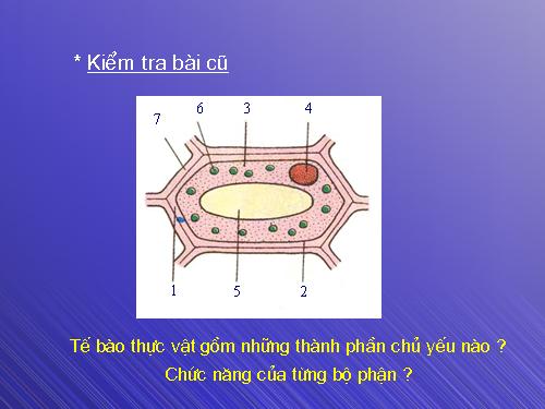 Bài 8. Sự lớn lên và phân chia của tế bào