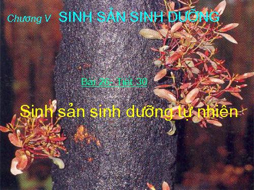 Bài 26. Sinh sản sinh dưỡng tự nhiên