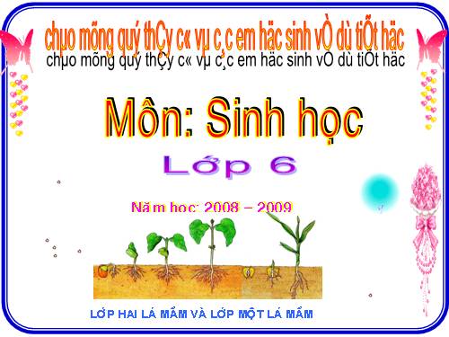 Bài 42. Lớp Hai lá mầm và lớp Một lá mầm