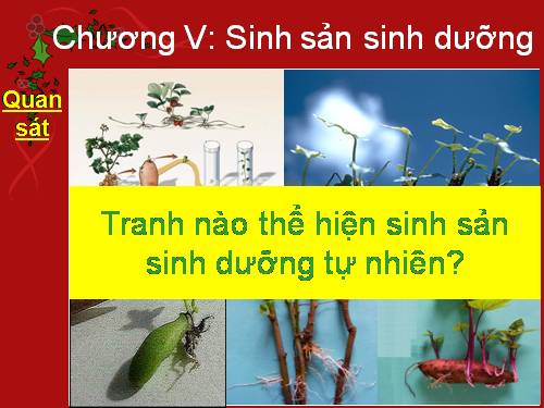 Bài 27. Sinh sản sinh dưỡng do người