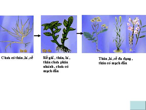 sự tiến hoá của các nhóm thực vật