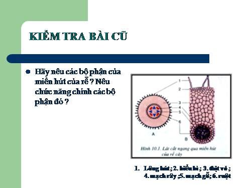 Bài 15. Cấu tạo trong của thân non