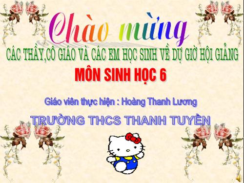 Bài 40. Hạt trần - Cây thông