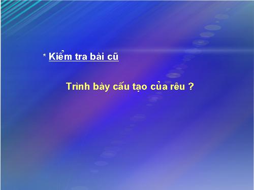 Bài 39. Quyết - Cây dương xỉ