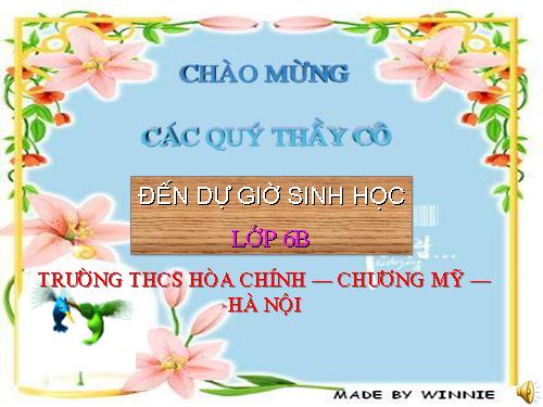 Bài 40. Hạt trần - Cây thông