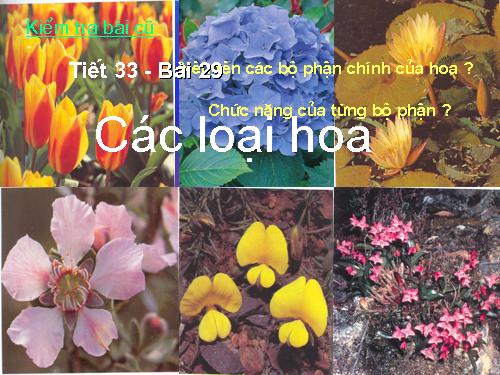 Bài 29. Các loại hoa