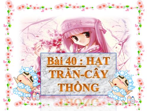 Bài 40. Hạt trần - Cây thông