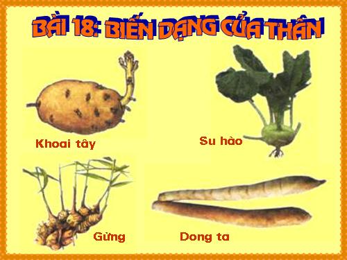 Bài 18. Biến dạng của thân