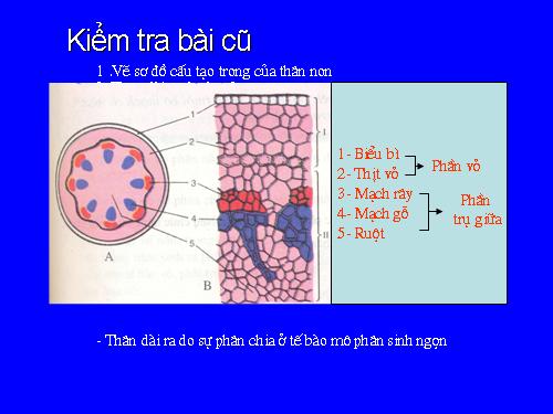 Bài 16. Thân to ra do đâu ?