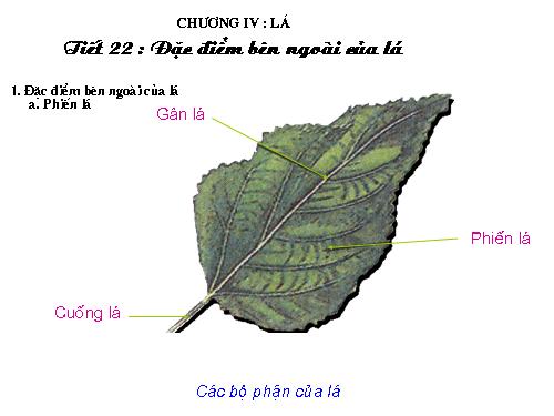 Bài 19. Đặc điểm bên ngoài của lá