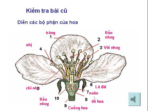 Bài 30. Thụ phấn