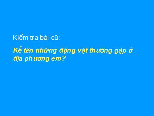 Kể tên những động vật ở địa phương em