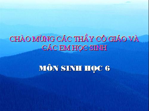 Bài 15. Cấu tạo trong của thân non