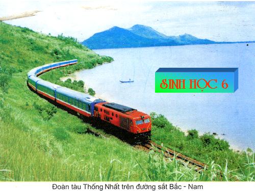 Bài 26. Sinh sản sinh dưỡng tự nhiên