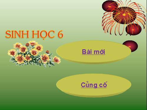 Bài 37. Tảo