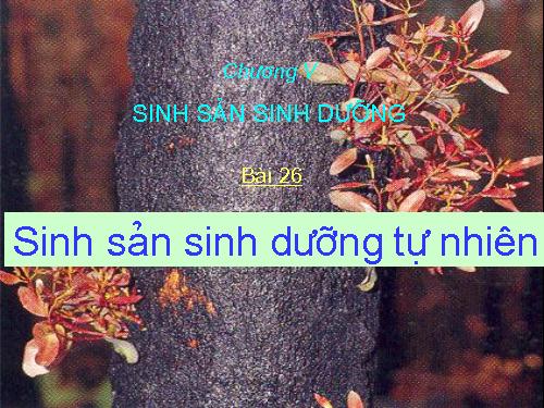 Bài 26. Sinh sản sinh dưỡng tự nhiên