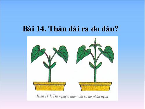 Bài 14. Thân dài ra do đâu ?