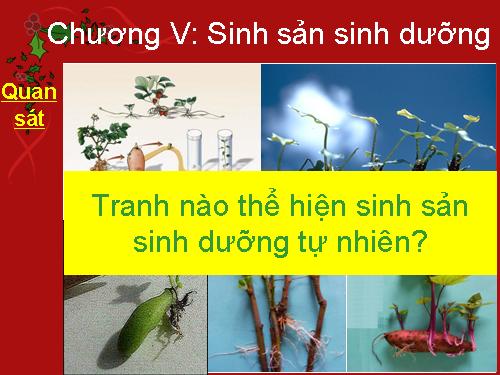 Bài 27. Sinh sản sinh dưỡng do người