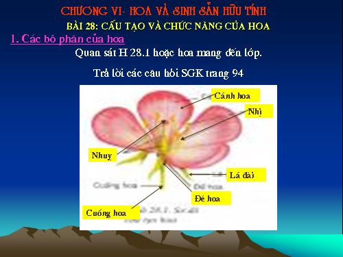 Bài 28. Cấu tạo và chức năng của hoa