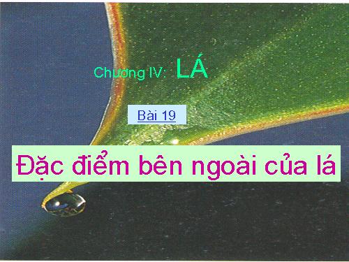 Bài 19. Đặc điểm bên ngoài của lá