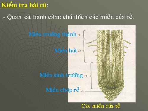 Bài 10. Cấu tạo miền hút của rễ