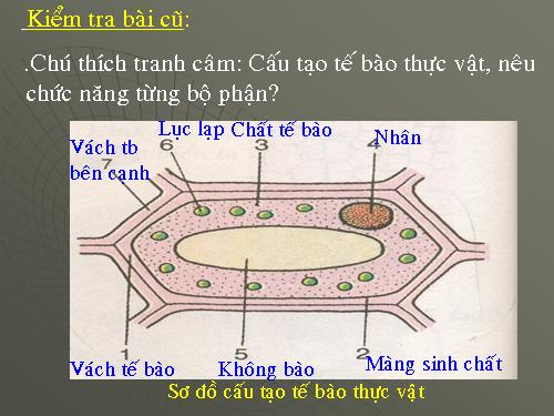 Bài 8. Sự lớn lên và phân chia của tế bào