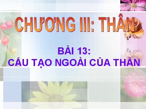 Bài 13. Cấu tạo ngoài của thân