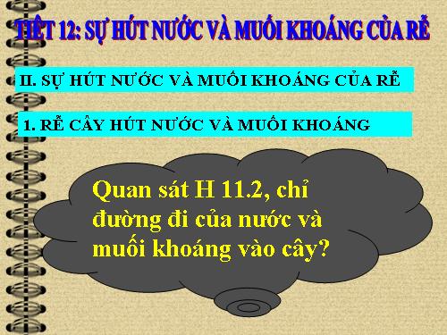 Bài 11. Sự hút nước và muối khoáng của rễ