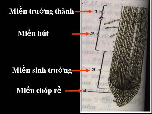 Bài 10. Cấu tạo miền hút của rễ