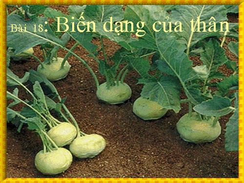 Bài 18. Biến dạng của thân