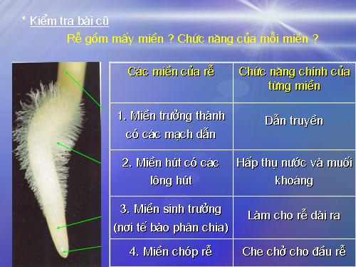 Bài 10. Cấu tạo miền hút của rễ