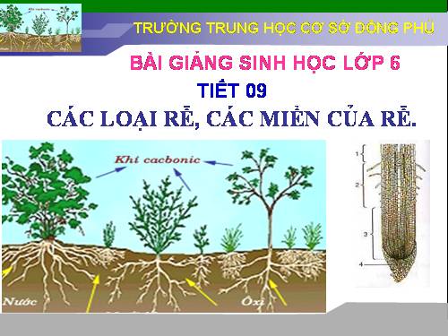 Bài 9. Các loại rễ, các miền của rễ