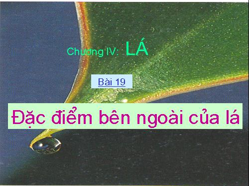 Bài 19. Đặc điểm bên ngoài của lá