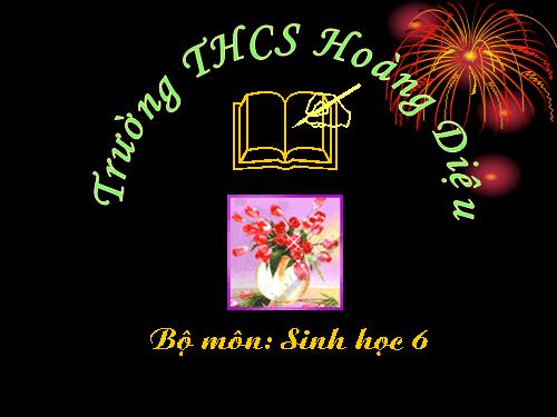 Bài 40. Hạt trần - Cây thông