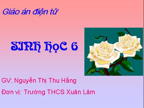 Bài 32. Các loại quả