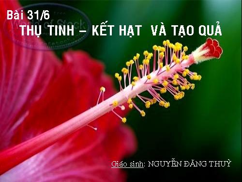 Bài 31. Thụ tinh, kết quả và tạo hạt