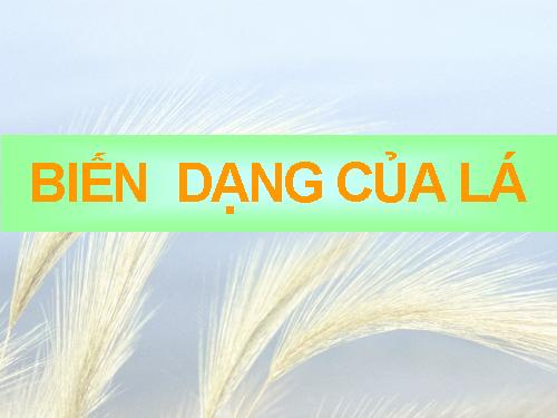 Bài 25. Biến dạng của lá