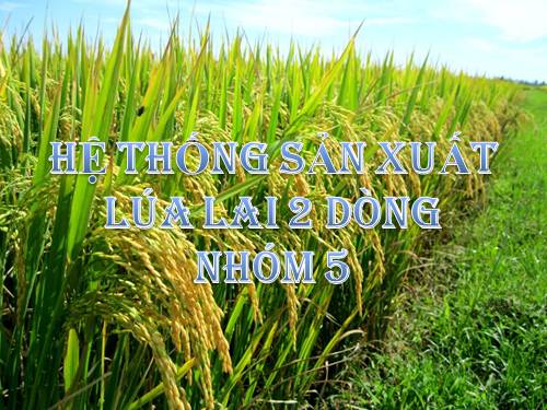 hệ thống sản xuất lúa lai 2 dònh