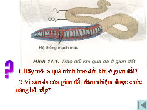 Hô hấp động vật