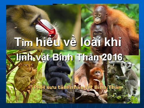 Tìm hiểu về loài khỉ