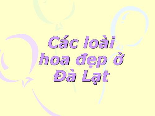 các loài hoa đẹp ở Đà Lạt